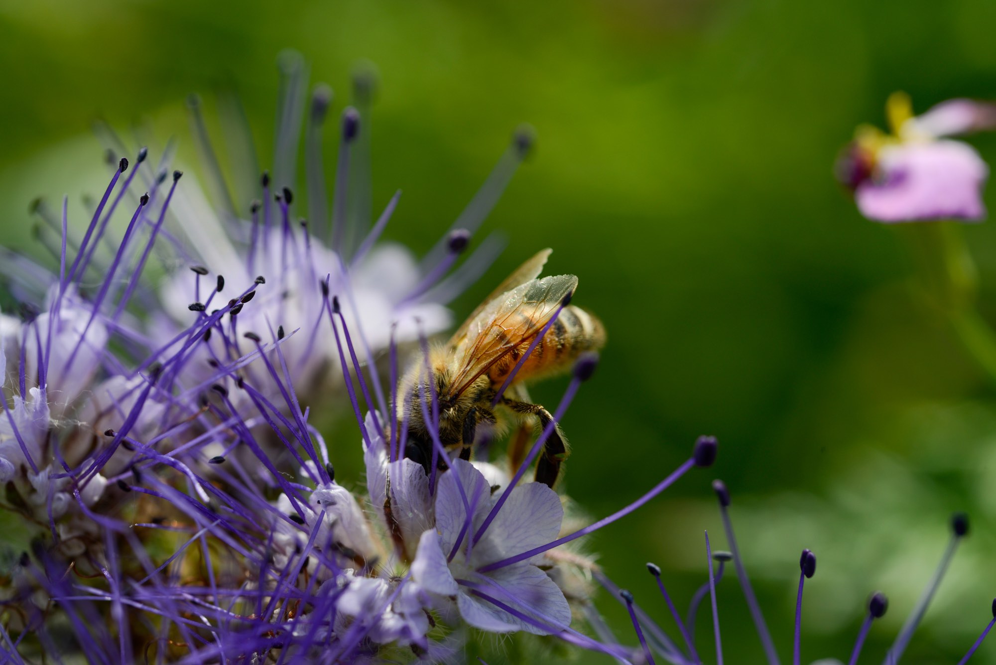 Promote biodiversity