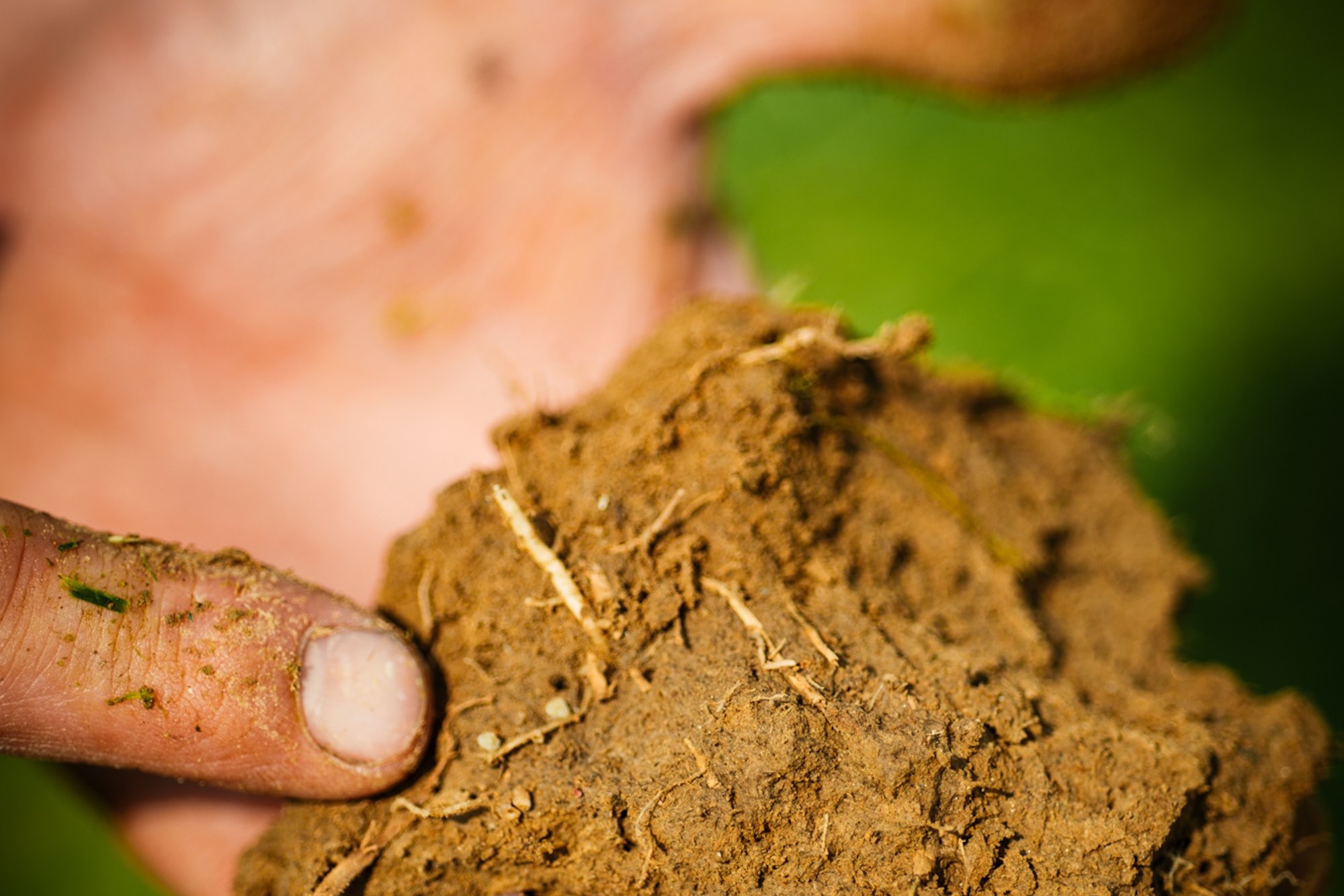 Protect and regenerate the soil